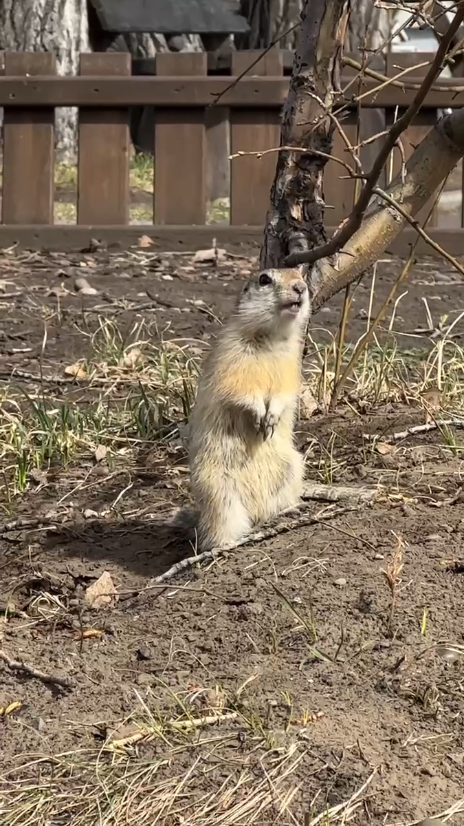     В красноярском Татышев-парке запечатлели суслика-сторожа