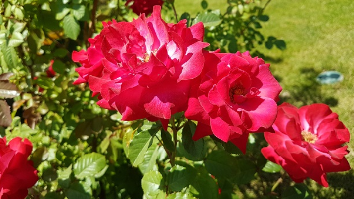 Результат правильной весенней подкормки роз через 30 дней