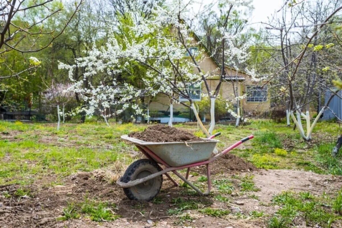    В первую очередь обратите внимание на состояние деревьев.