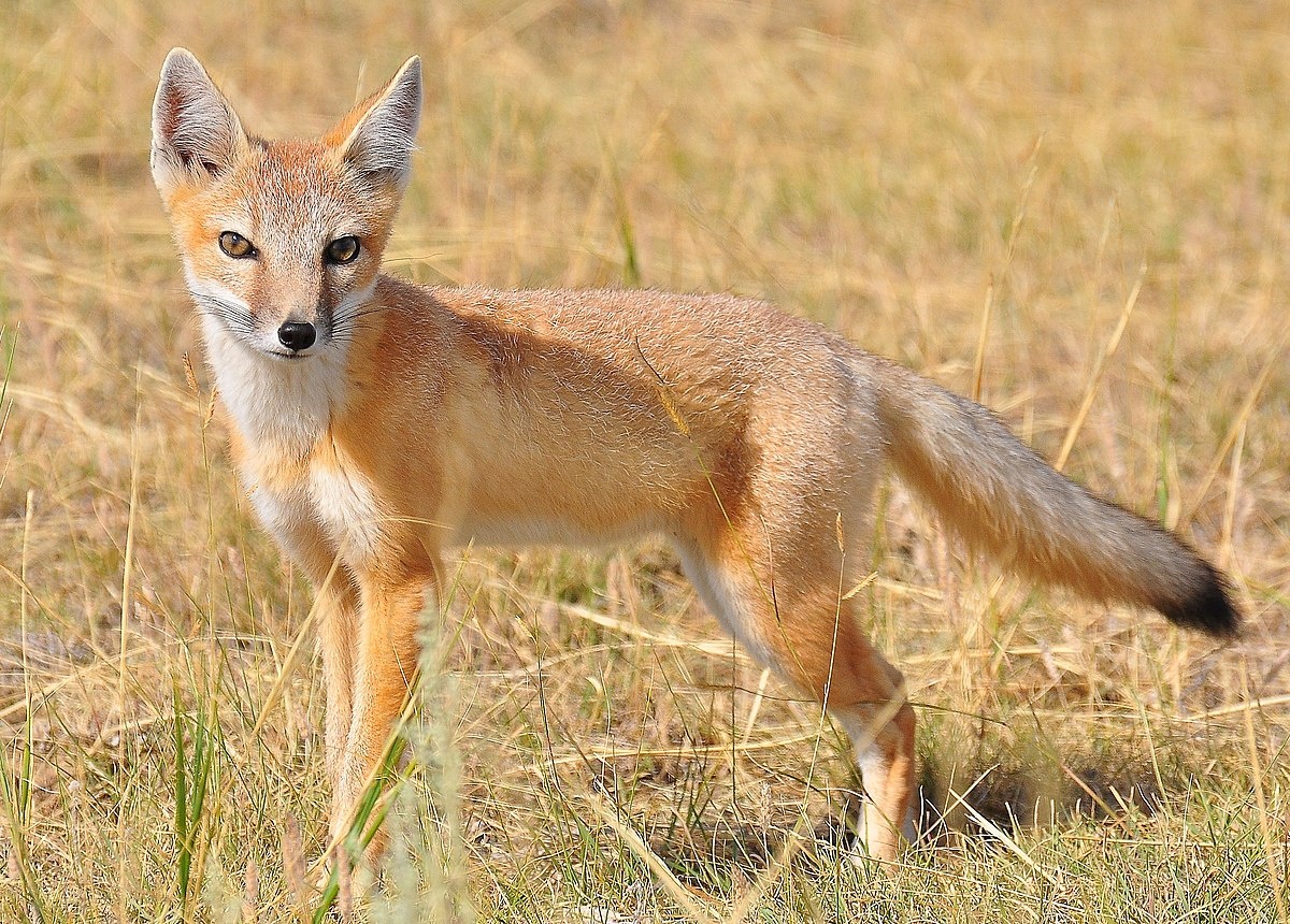 Корсак или степная лисица
