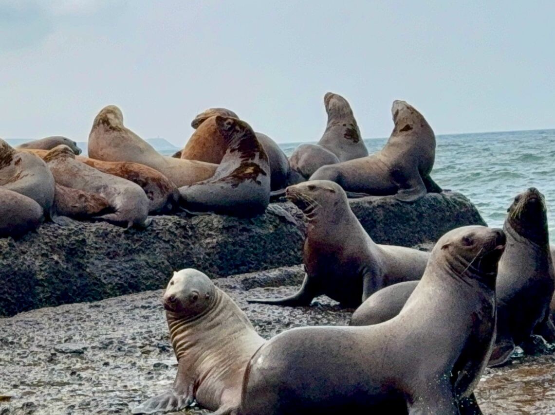 Сивучи, морские львы