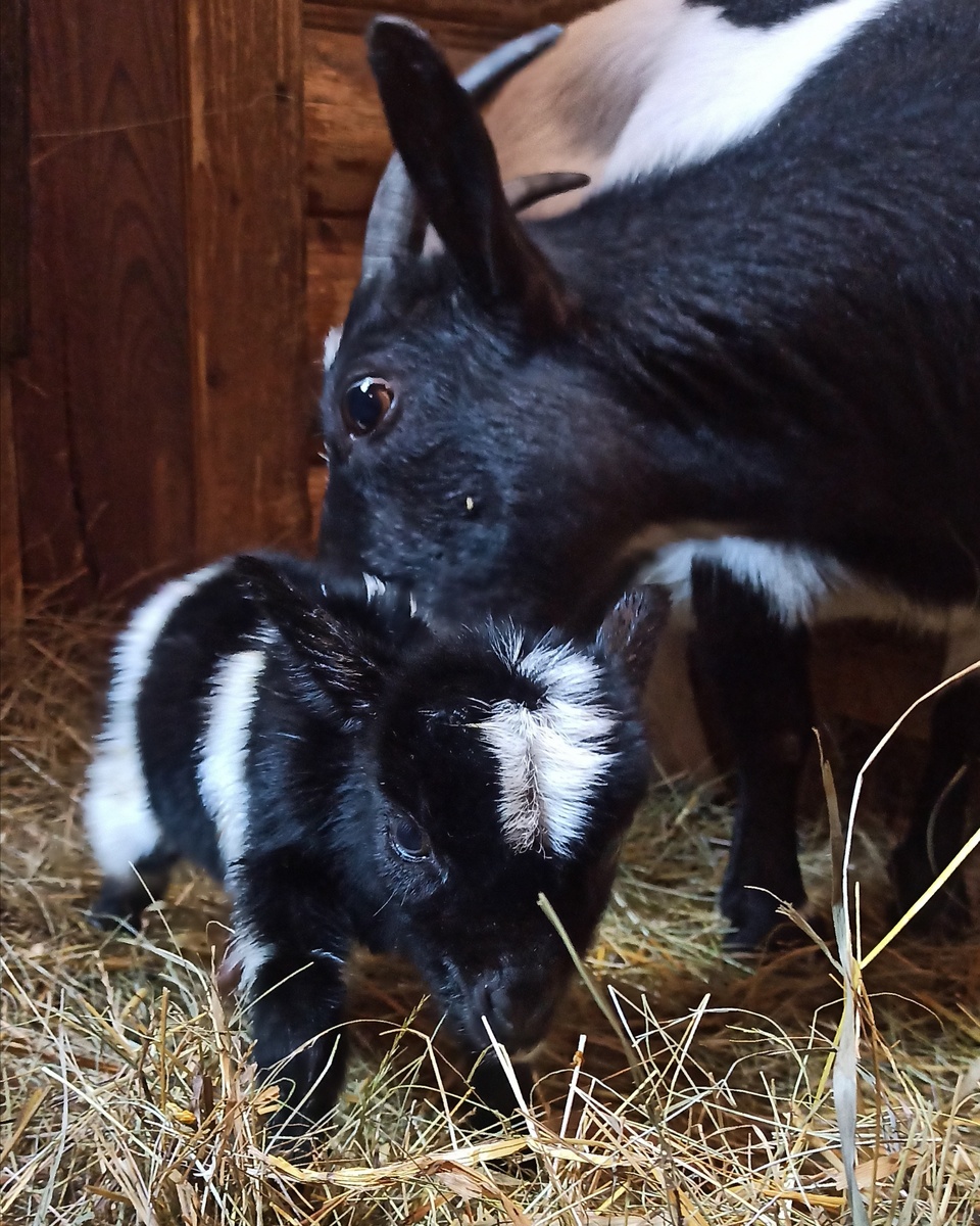 Разве не чудо! Камерунский козлёнок со своей мамой. Родился лишь несколько минут назад 