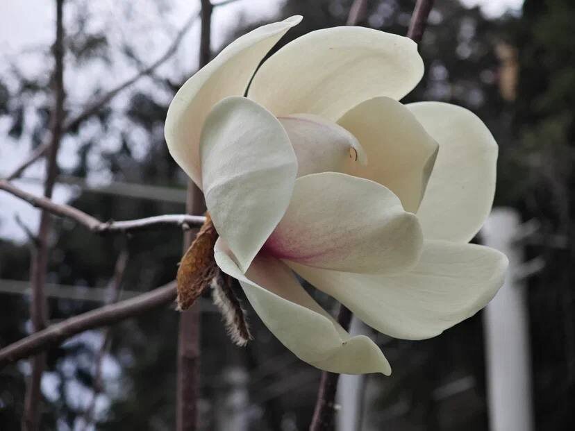   Фото: пресс-служба Сочинского нацпарка