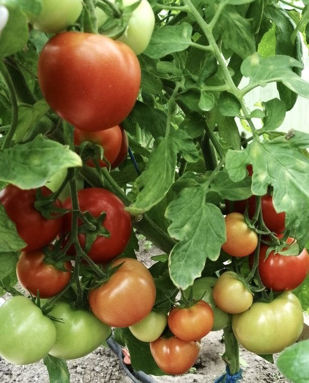 Рассада помидор
