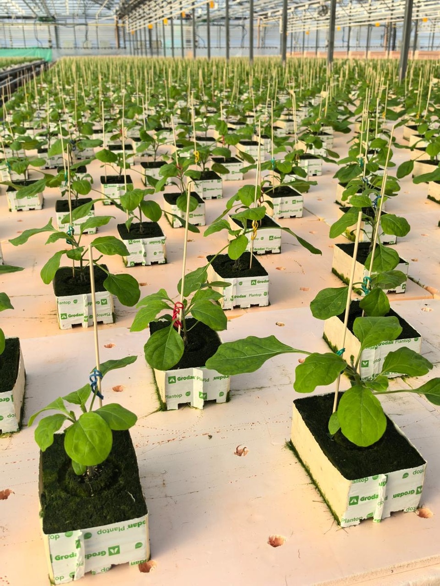 профессиональная рассада