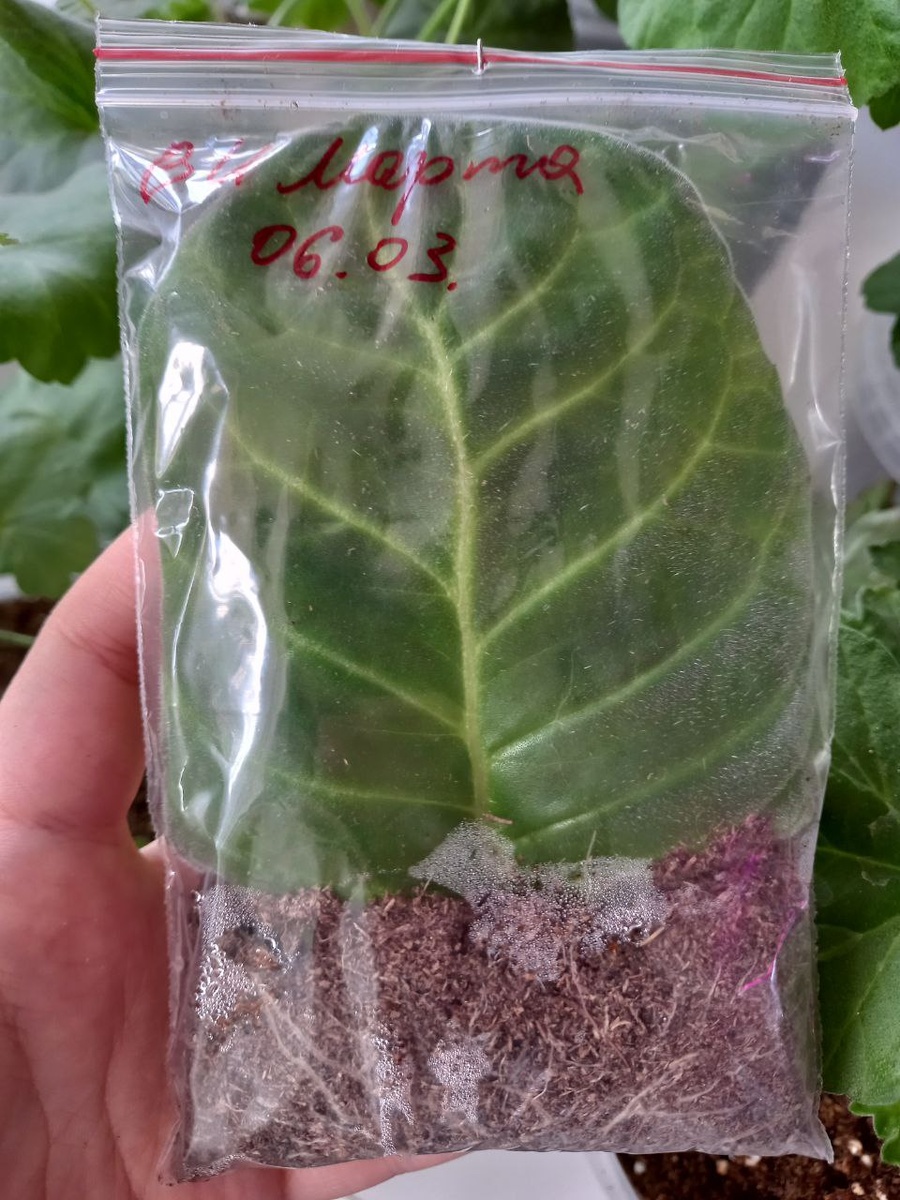 Укорененный лист глоксинии в зип-пакете.