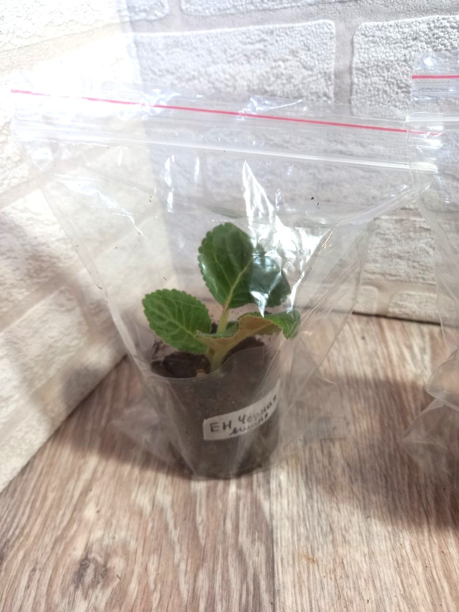 Создать тепличку для деток глоксиний можно с помощью зип-пакета