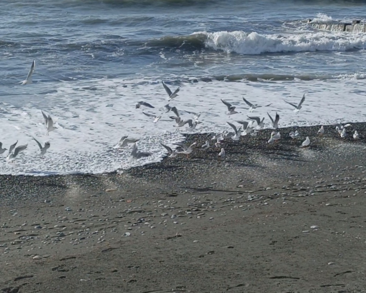 Адлер, зима, 2025 г.