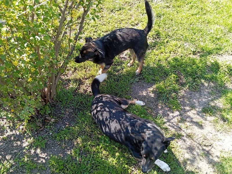 Фото автора. Пуля и Зайка