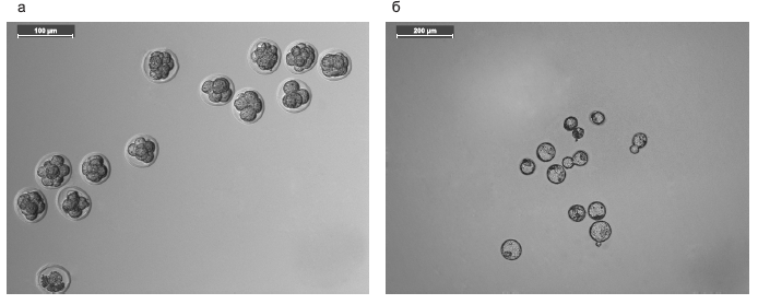 Эмбрионы мышей линии ICR. а – после замораживания и криоконсервации; б – после замораживания/оттаивания и культивирования in vitro в течение 48 ч.