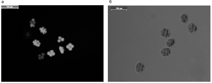 Эмбрионы крысы после замораживания и оттаивания. а – флюоресцентная микроскопия, б - световая микроскопия.
