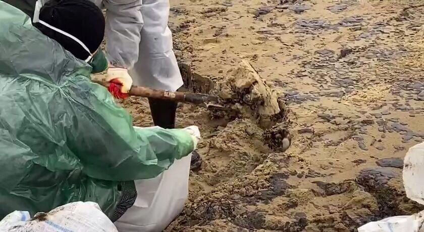     Автор: телеграм-канал «Анапа. Волонтеры моря» Источник: t.me/volonteri_morya