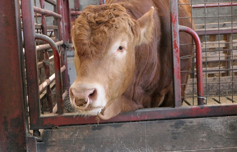    Shutterstock/FOTODOM