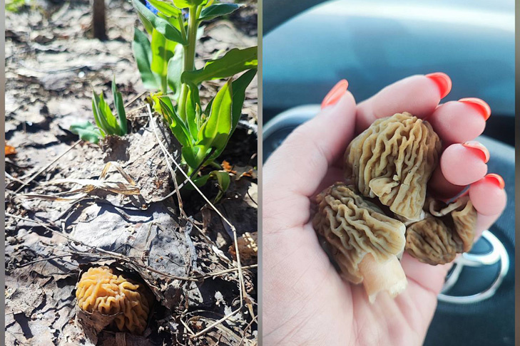    Фото Светланы Надводнюк, коллаж VN.ru