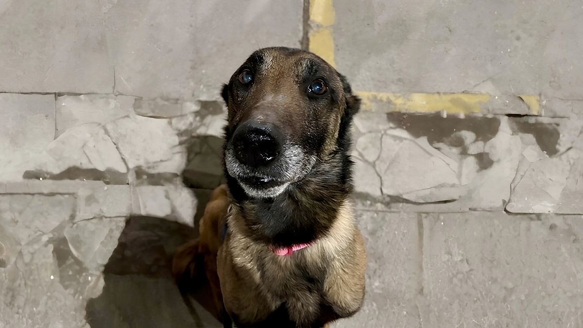    Бруно прослужил в полиции 10 лет. Фото: кадр из видео сообщества ВК «Приют для собак ЗооЩит (г. Череповец)»