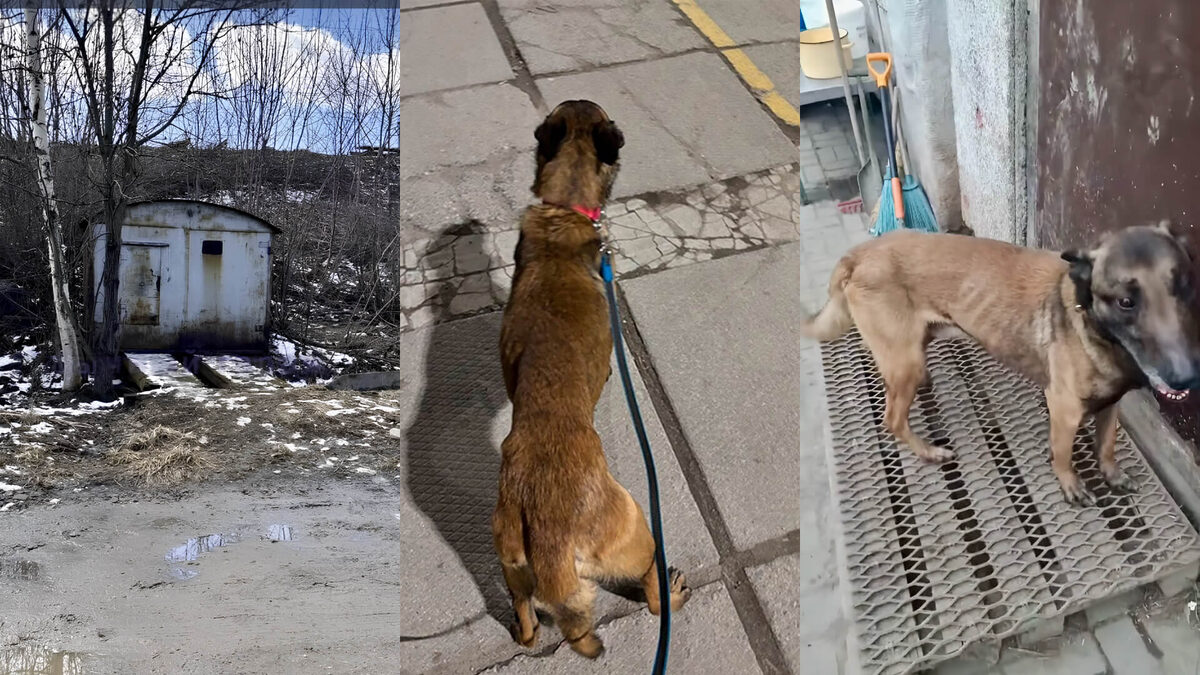    Хозяин запер пса в арендованном гараже без еды и воды. Фото: кадр из видео сообщества ВК «Приют для собак ЗооЩит (г. Череповец)»