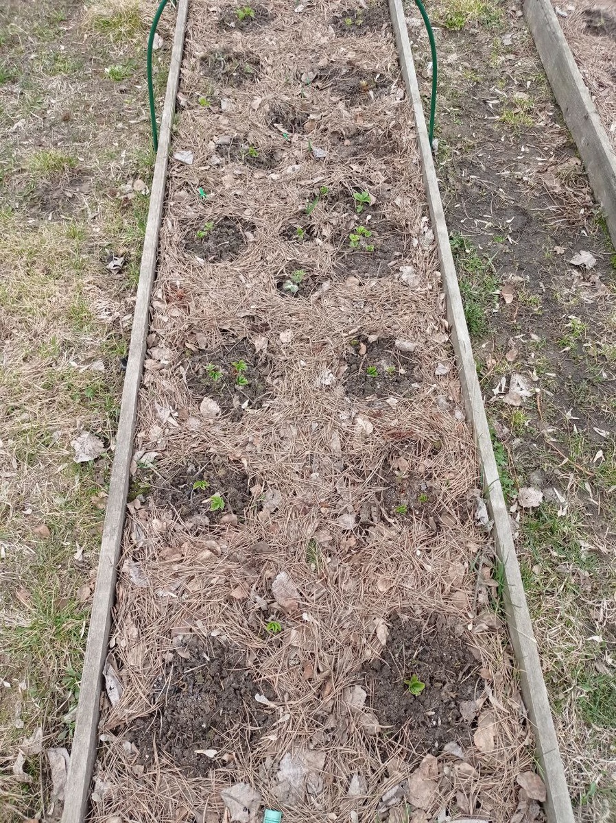 Выжившие кустики порадовали меня молодыми листочками, но, если присмотреться - видно, что проснулись не все....