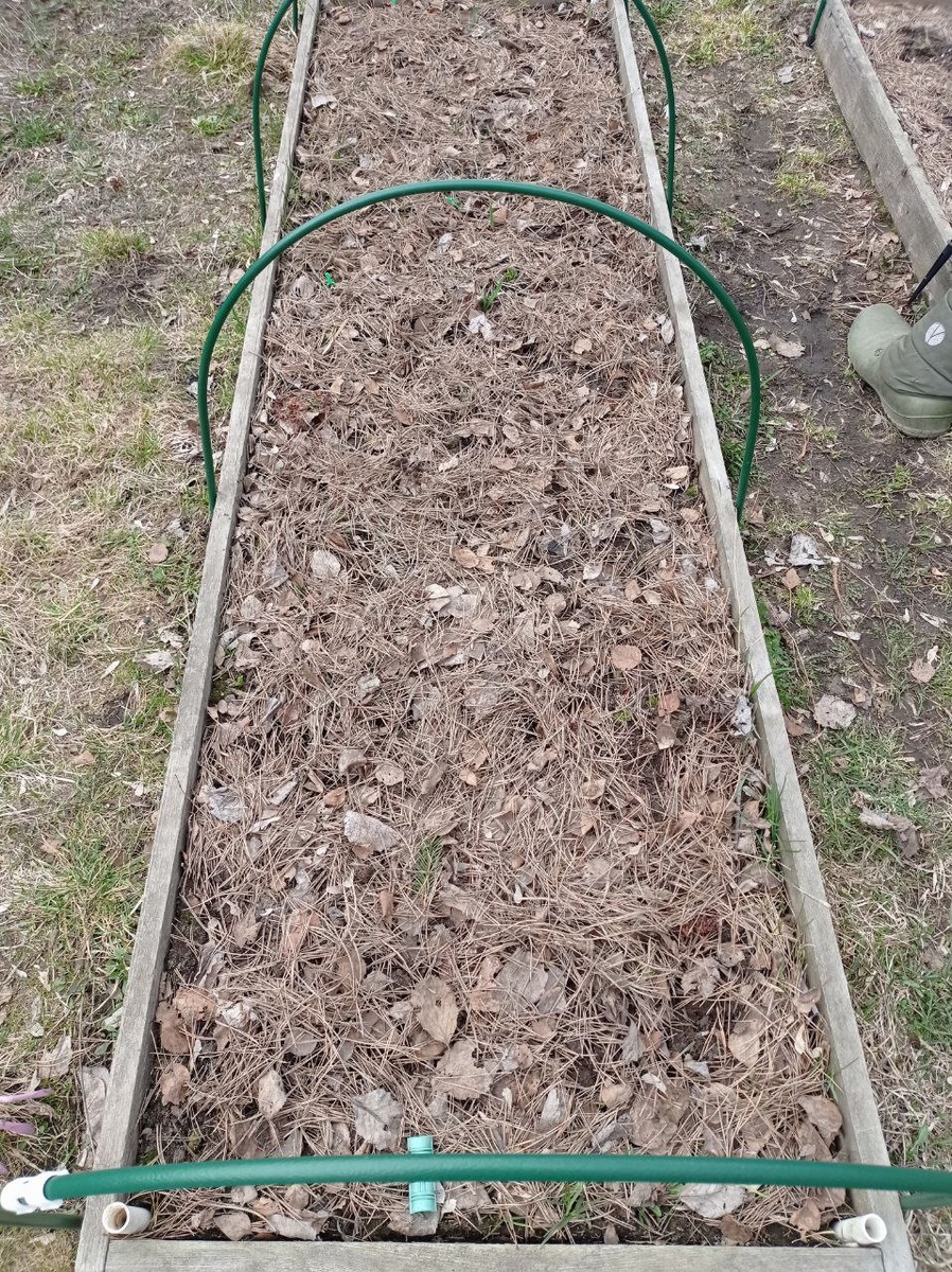 Запрятали выжившую клубнику обратно в сосновую мульчу.