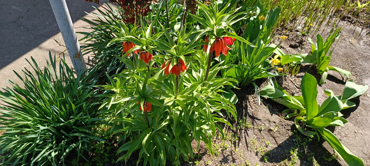Рябчик императорский Рубра (Fritillaria imperialis Rubra)