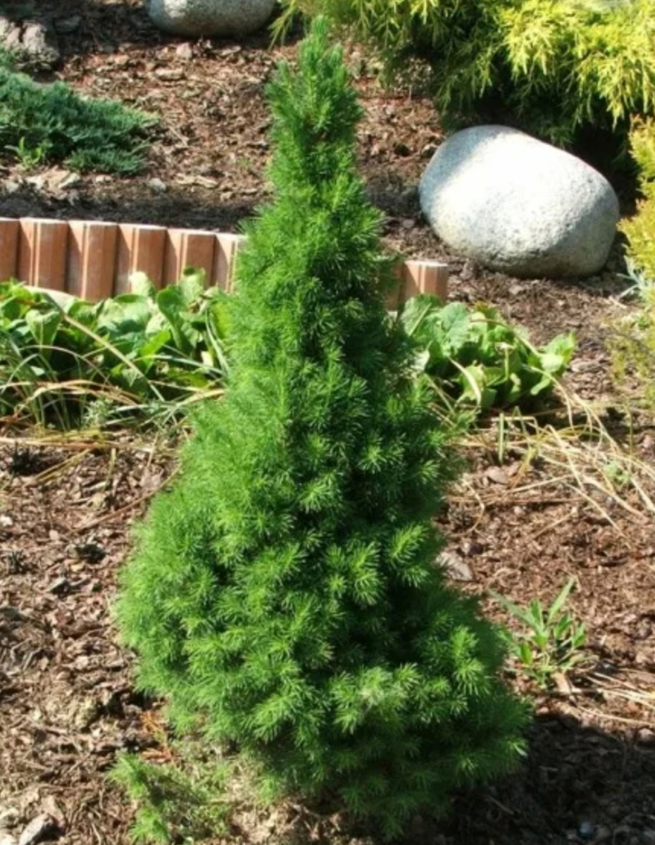 Ель Коника растет