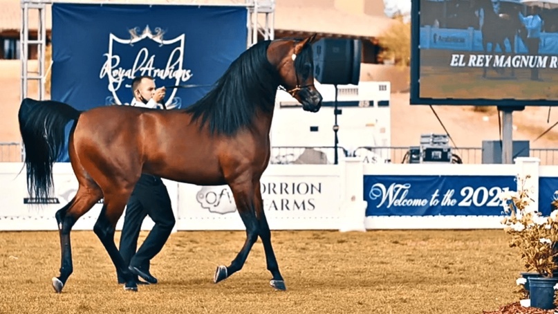 Создать карусельЭль Рей Магнум