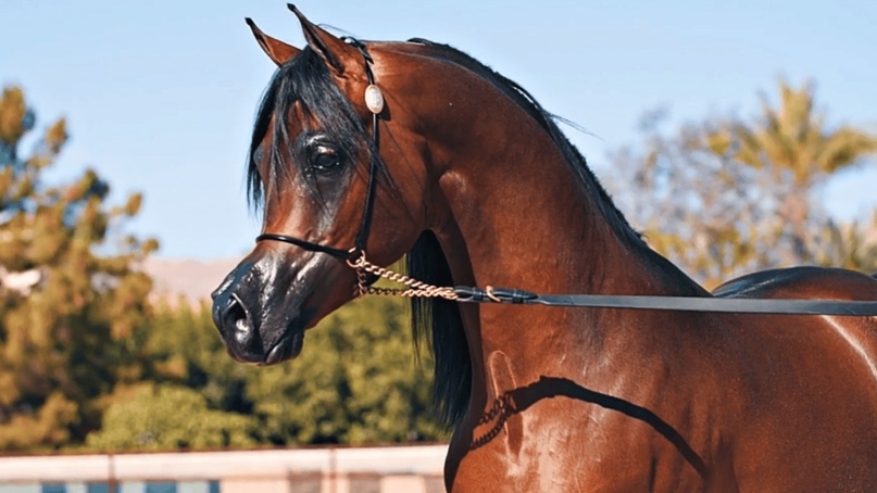 Создать карусельДобавьте описание