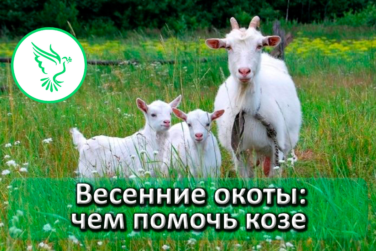 Весенние окоты козы