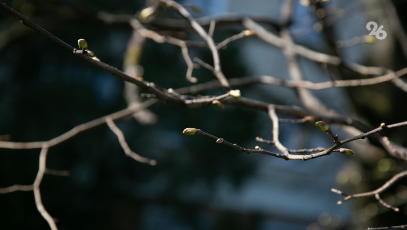      Фото: Валерия Алтухова / / ИА «Победа26»