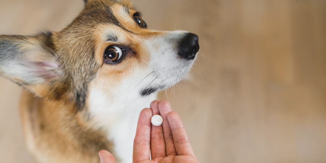 Чем опасны глисты?