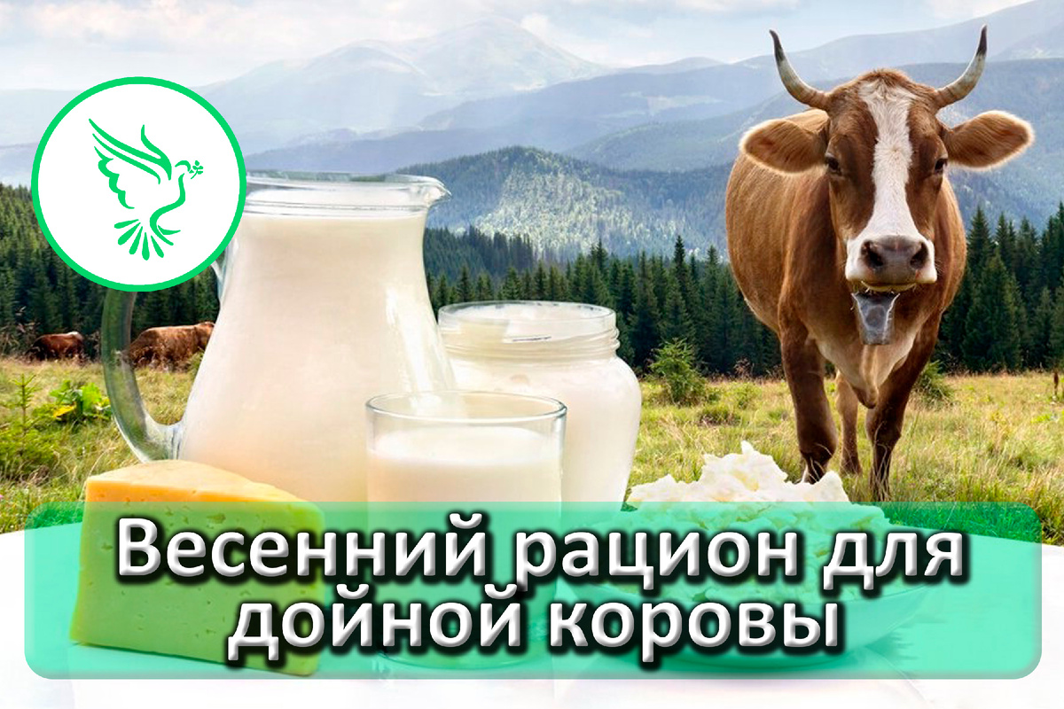Чем  кормить корову весной