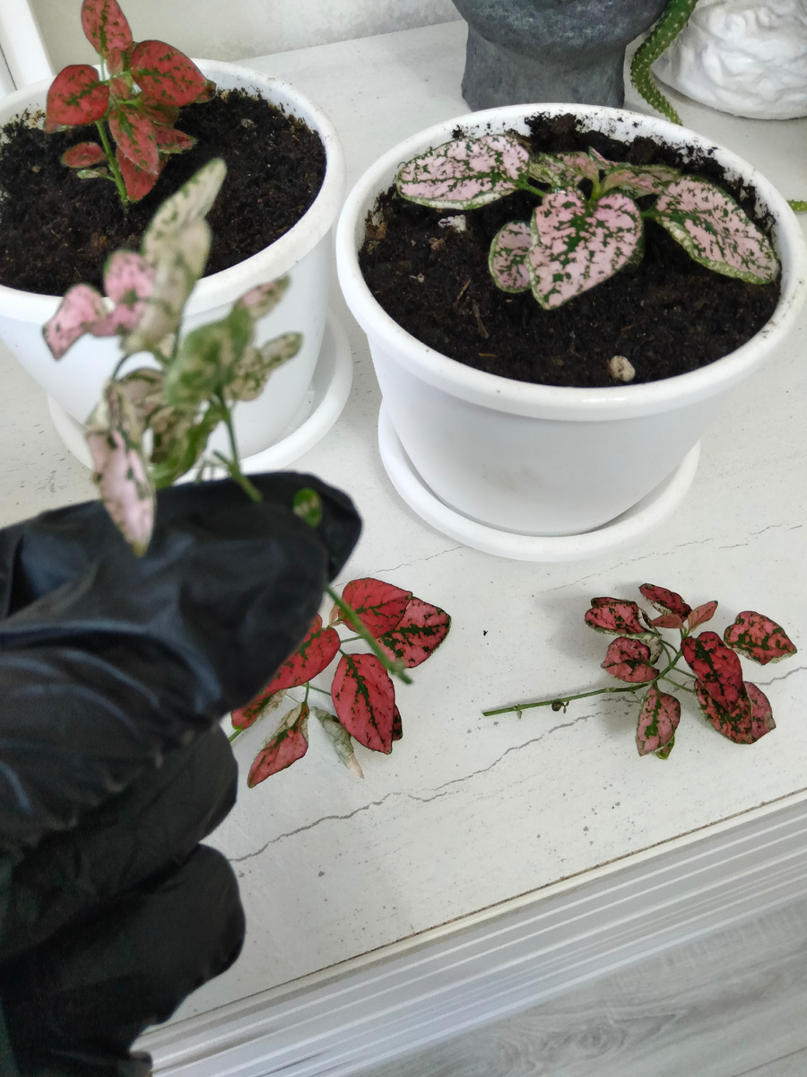 Обрезала, буду укоренять 