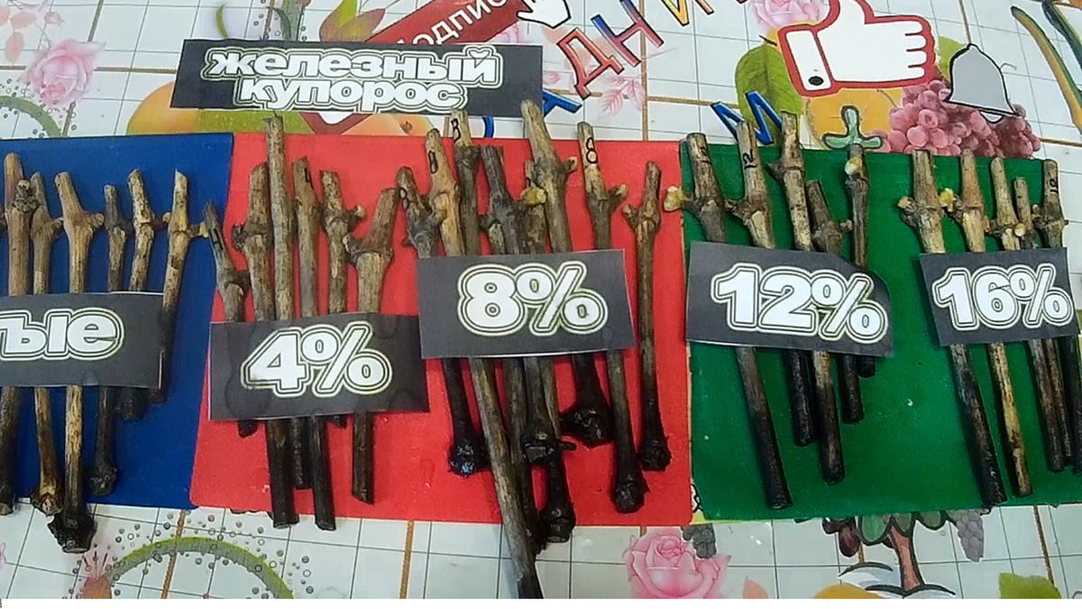 Вот так могут выглядеть черенки винограда после обработки железным купоросом.