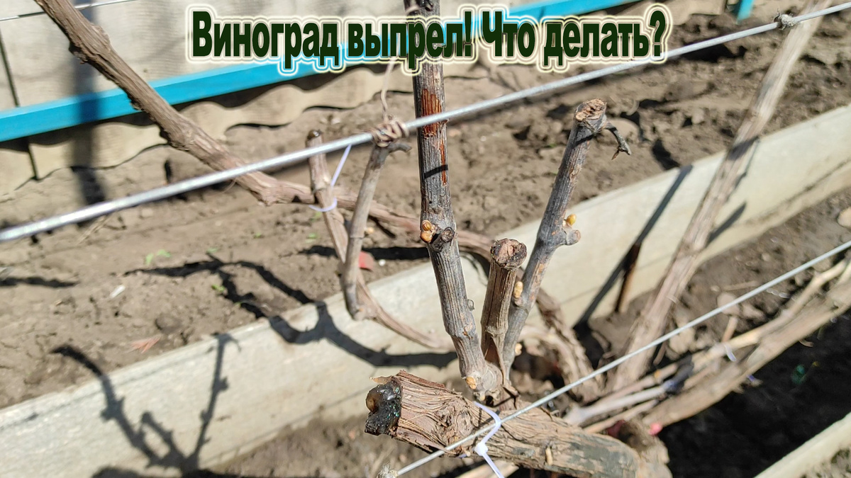 Вот так может выглядеть лоза винограда после зимнего укрытия. Цвет у побегов черный.