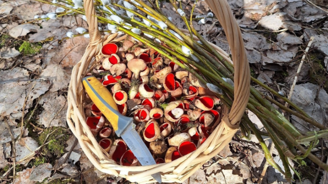 Фото: Грибы и Грибники СПб/ВКонтакте