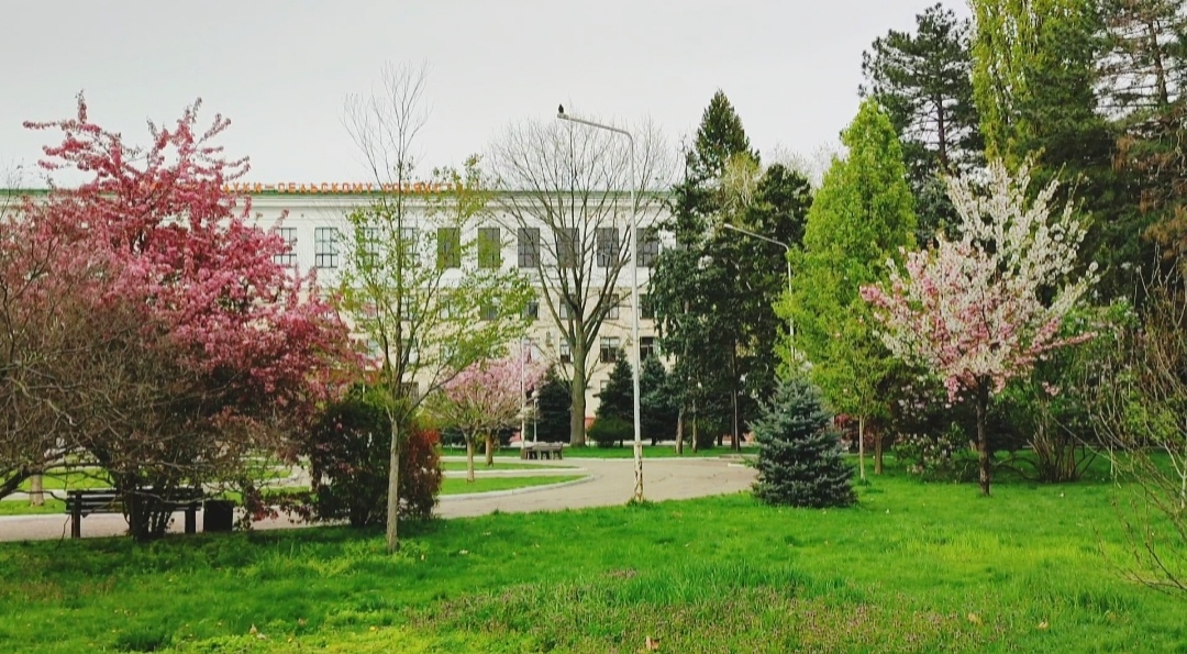 🌳🌸🌳🌸🌳🌸🌳