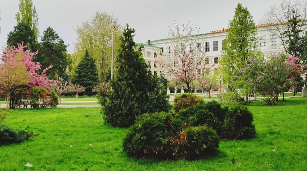 🌳🌸🌳🌸🌳🌸🌳