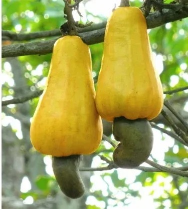 фото с сайта indonesia.alibaba.com