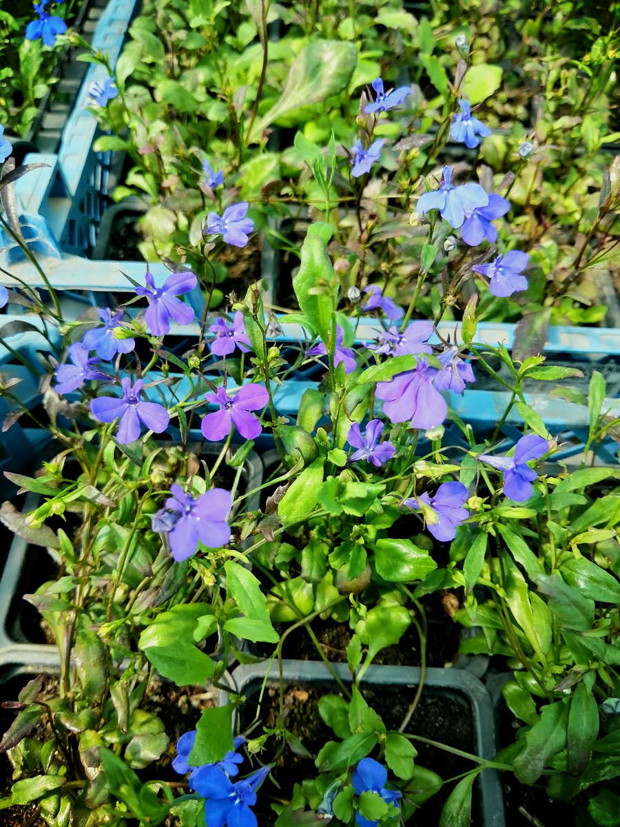 Только лобелия цветет