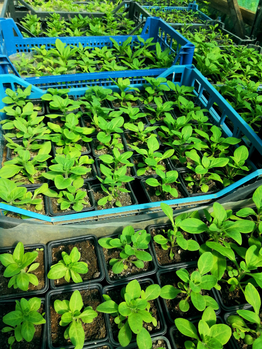 А петуния явно не спешит. Фото 16.04.25