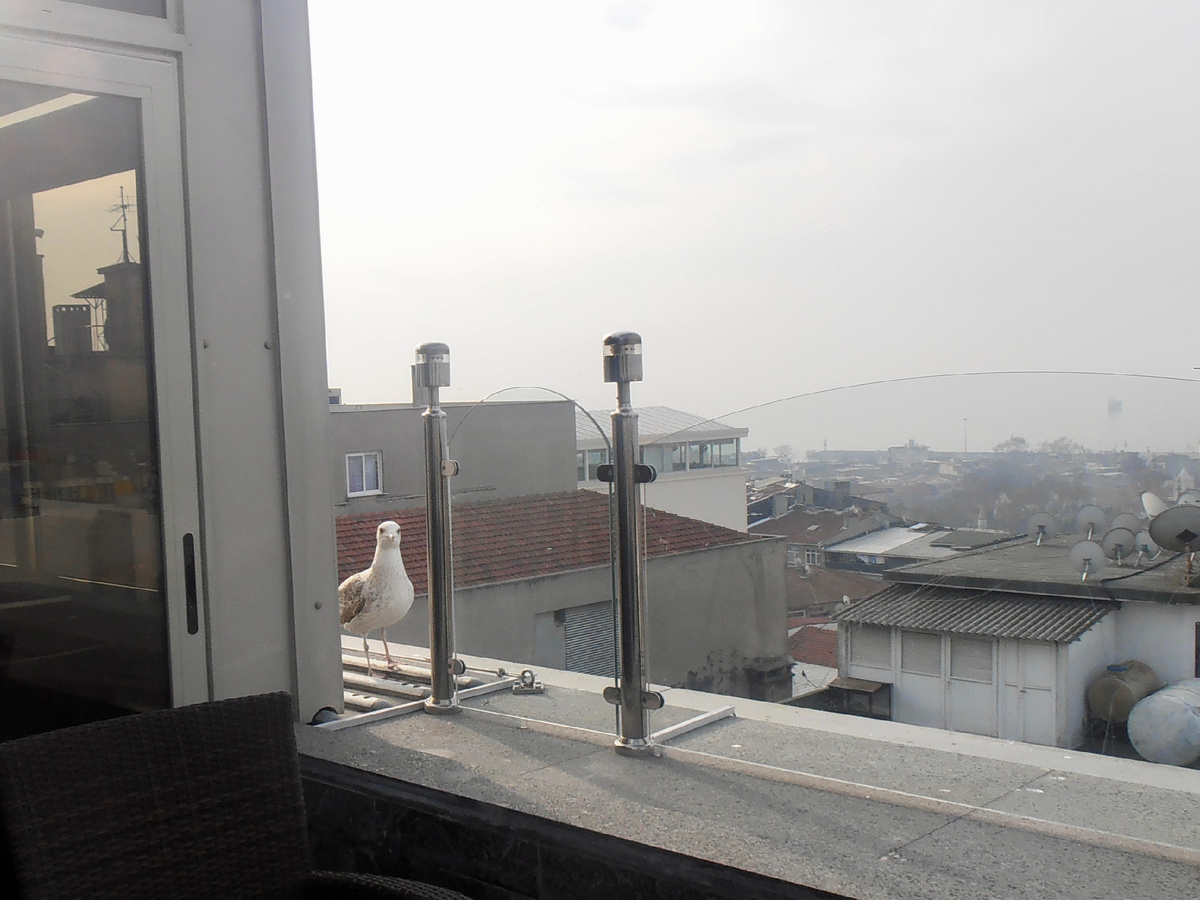 Очередной воришка выжидает добычу.