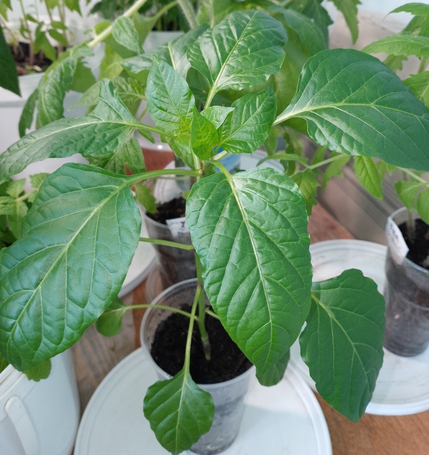 Рассада перца сладкого, здесь уже листья поднял. Фото автора