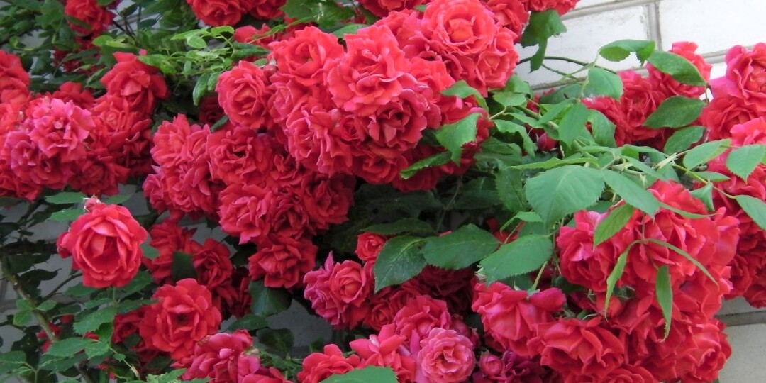 Подвязываю розы методом Сиссингхёрст – чтобы цвели по всей длине веток, а не только на верхушках