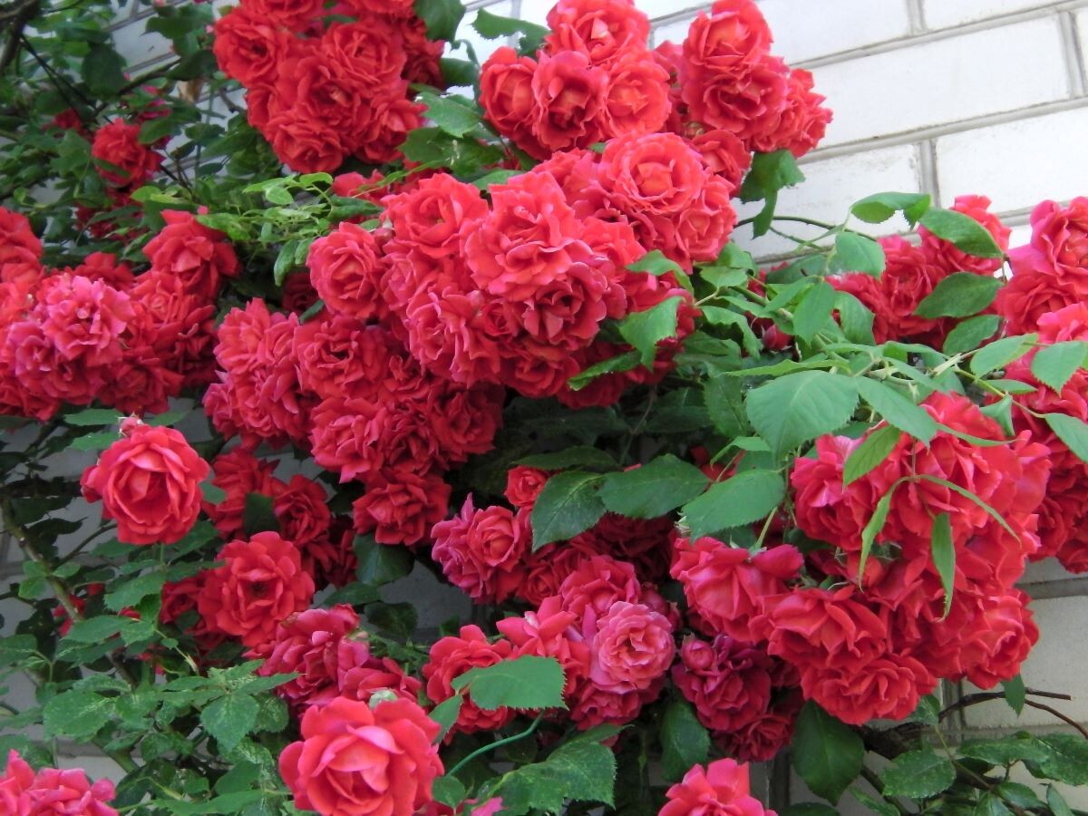 Цветет плетистая роза. Фото автора