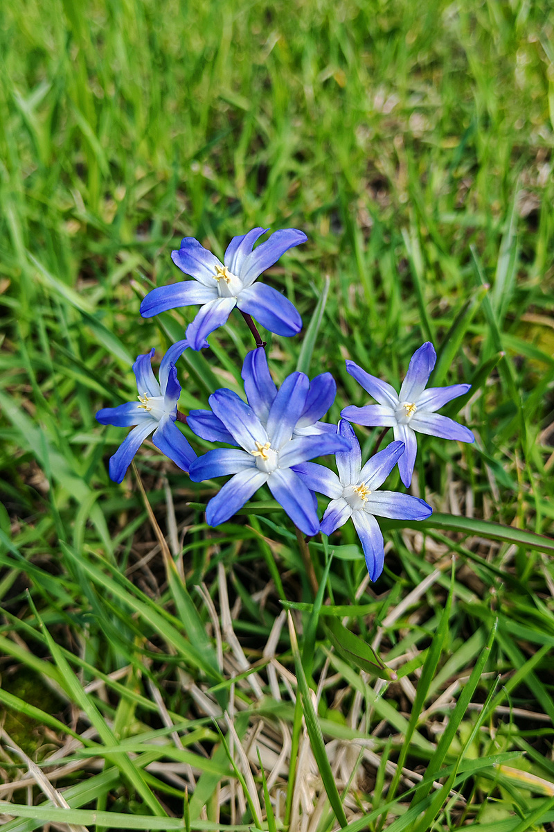 Хионодокса