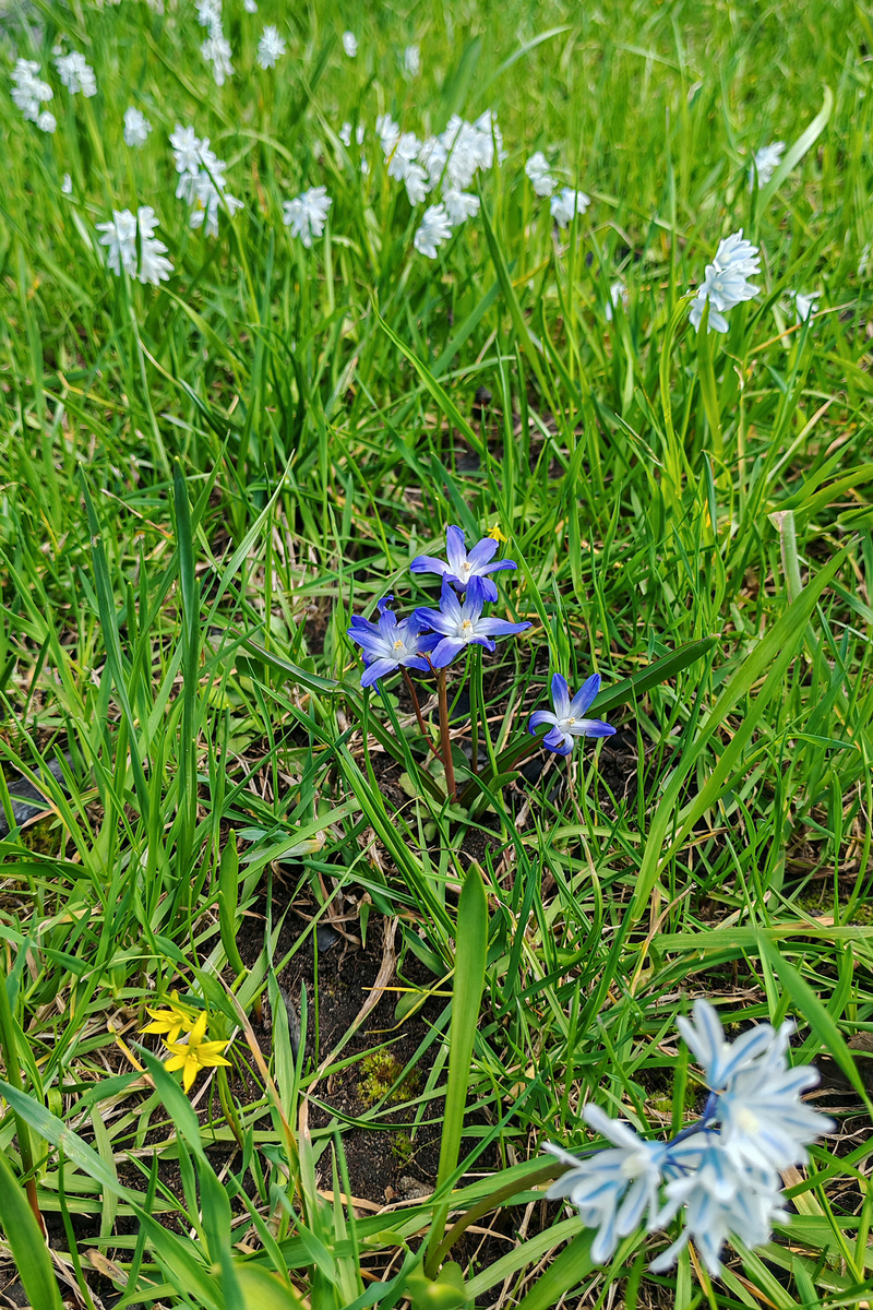 Гусиный лук