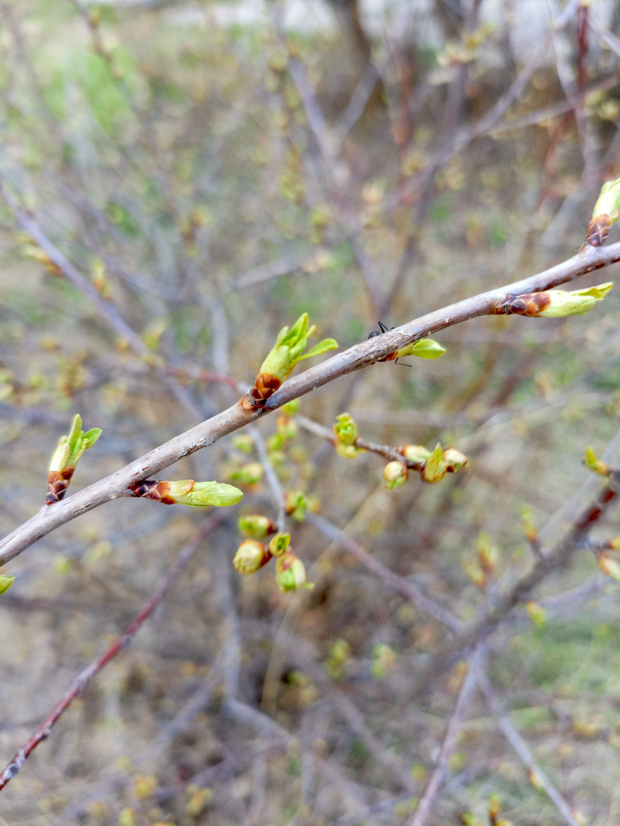Состояние почек "зелёный конус" -  это когда раскрылись почки.
