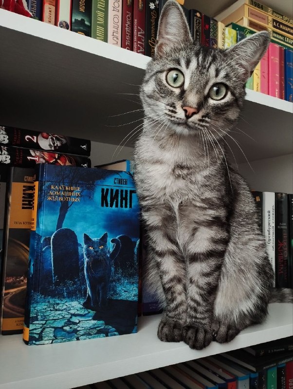 Стивен Кинг "Кладбище домашних животных".