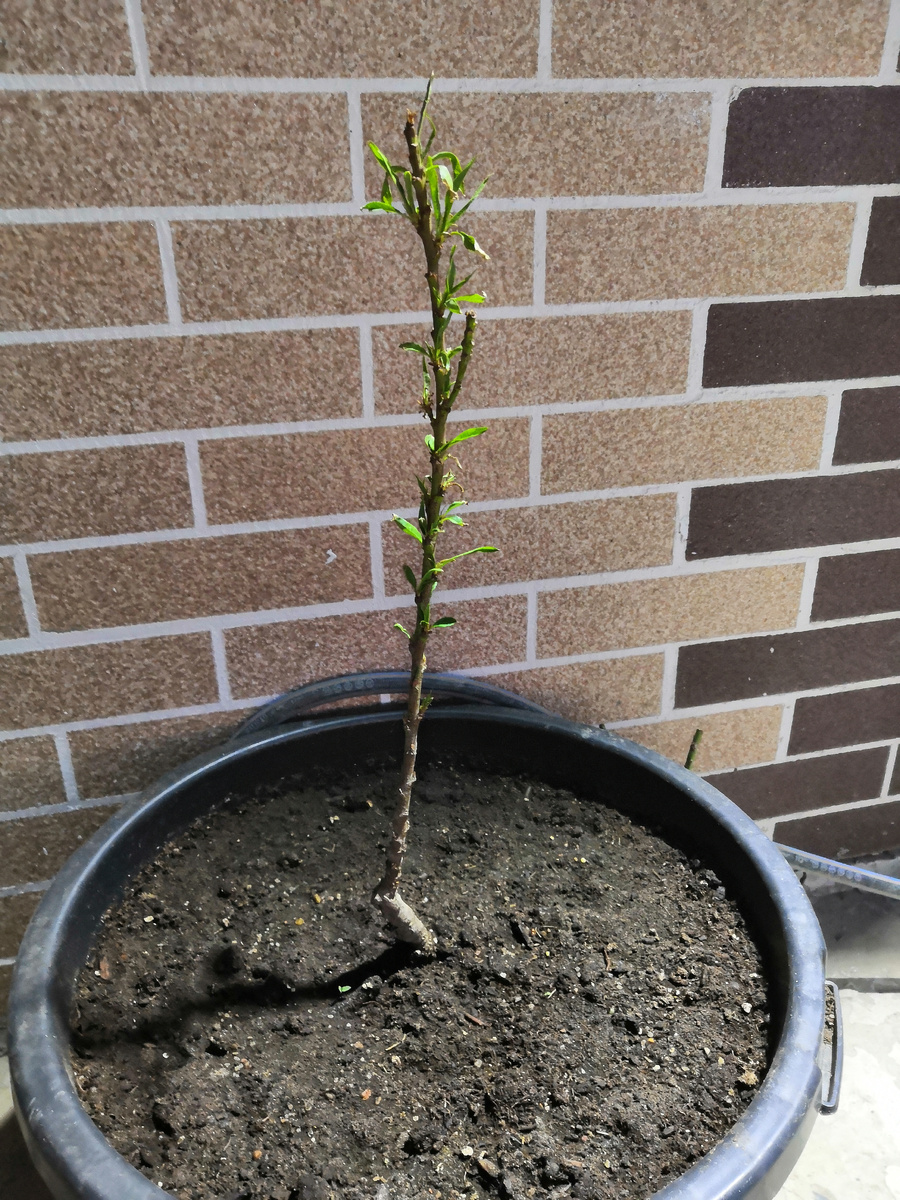 Еще один саженец