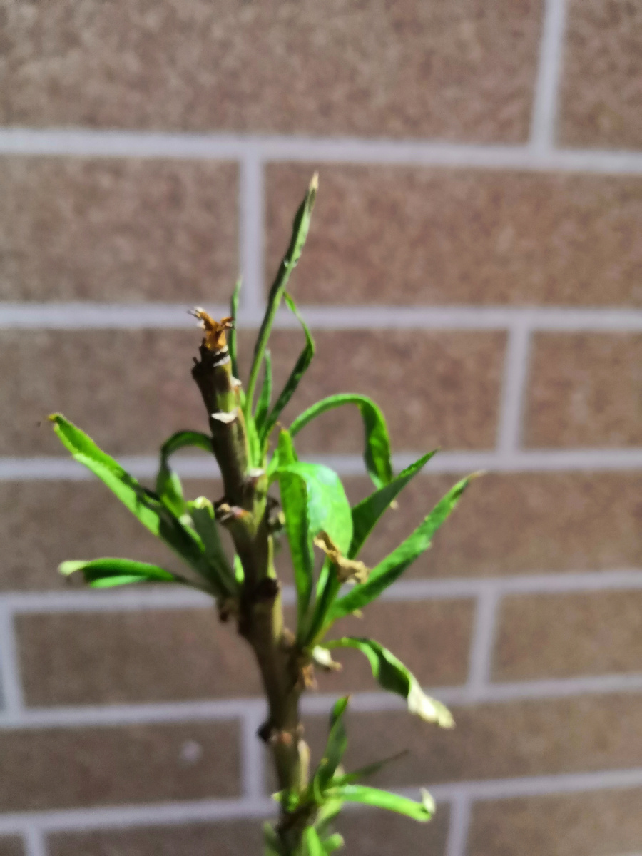 Верхушка иого