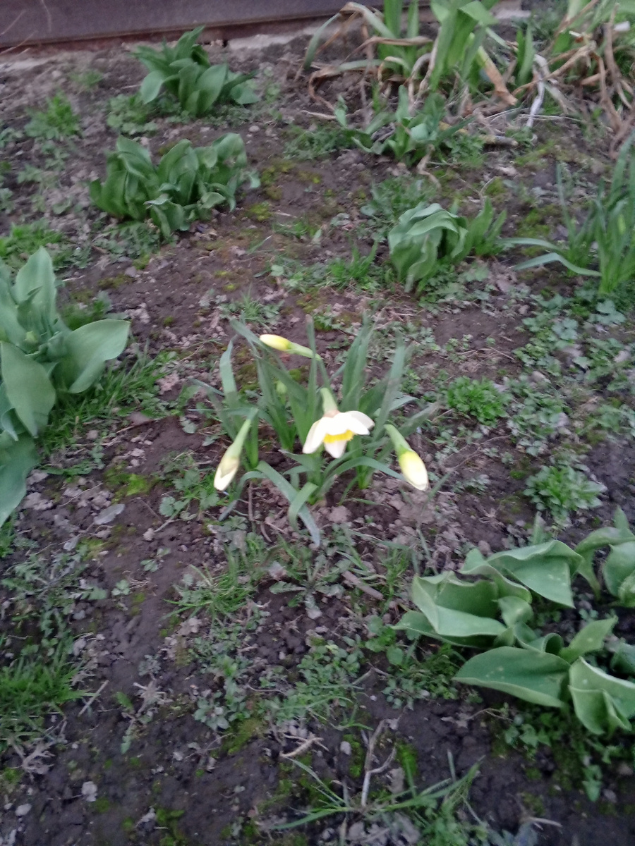 Нарциссы на клумбе.